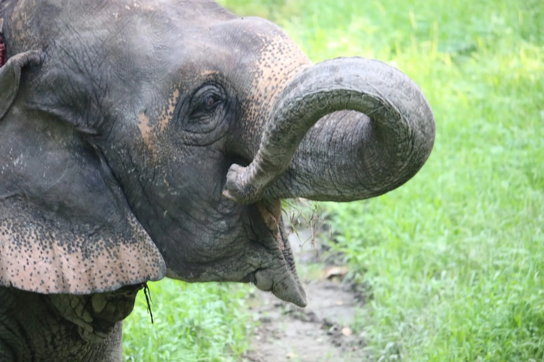 An elephant raising its trunk beside a grassy track